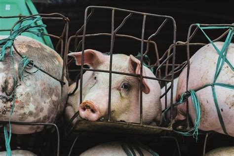 How Animals Can Get Affected By Inhumane Farming Methods